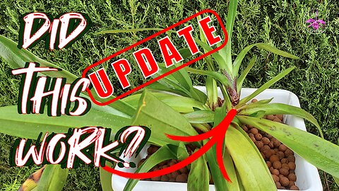 Why I Pot My Slipper Orchids SO Low | My Slipper Orchid FAIL (But I Fixed It!) #ninjaorchids