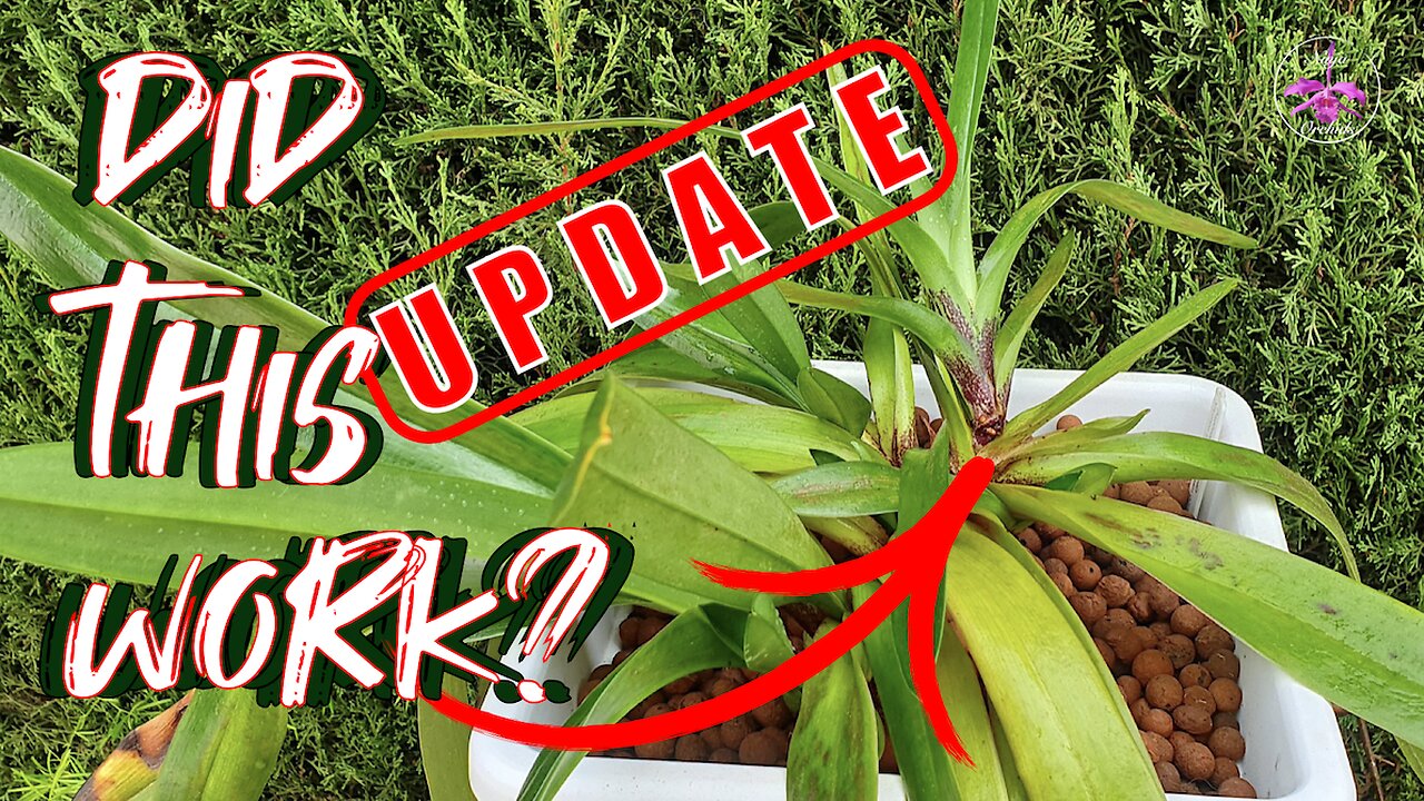 Why I Pot My Slipper Orchids SO Low | My Slipper Orchid FAIL (But I Fixed It!) #ninjaorchids