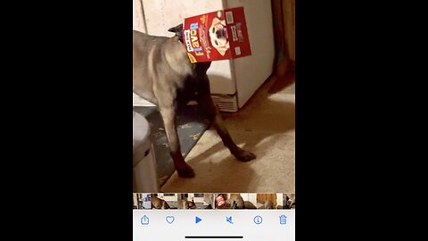 Belgian Malinois dog gets his head stuck in the treat box!!!🐕🐩😂😂😂😂