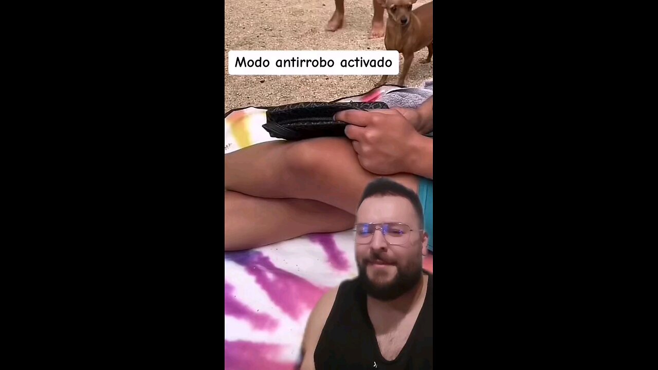 Perrito chihuahua se tomó enserió su papel de guardián 😅