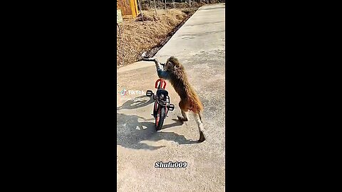 cute animals funny moments