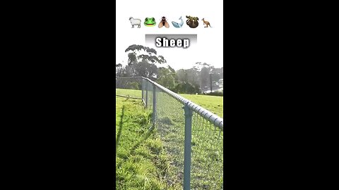 How Animals Get Over A Fence 😂 #viral #animals #funny