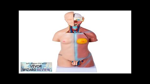 VEVOR Human Body Model 23 Parts 17inch Life Size Human Anatomy Model Review