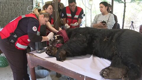 Charity rescues severely abused bear in Pakistan