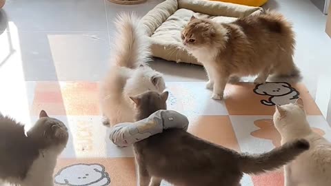 Cat,s funny fight