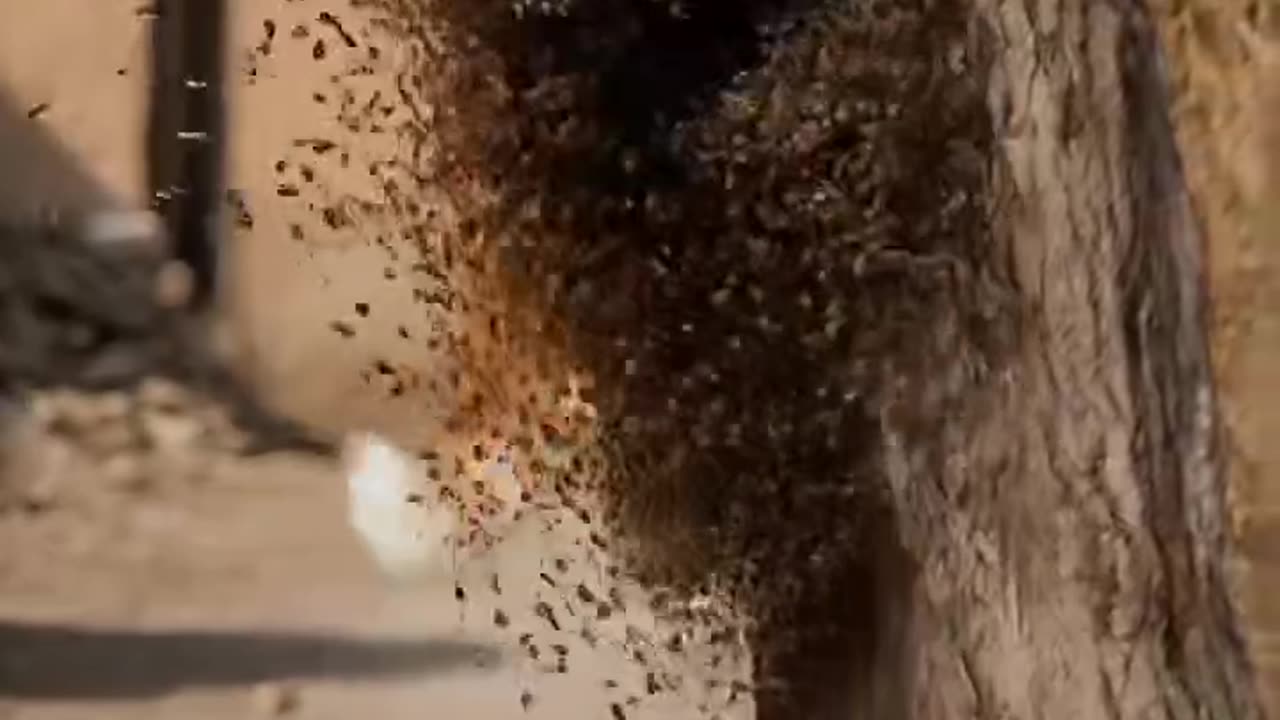 "I heard you're all crazy; let me try—ouch!"