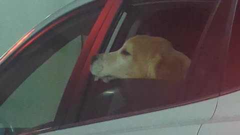 Dog Adorably Scratches Chin On Car Window
