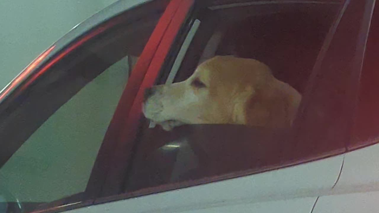 Dog Adorably Scratches Chin On Car Window