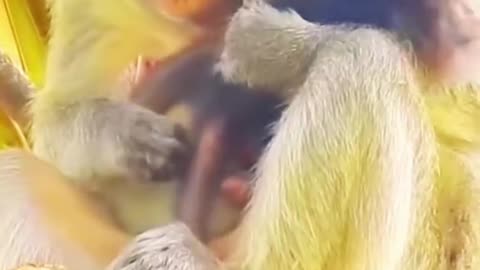 How can a monkey hang so high?