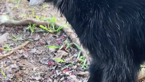 NANNY DOG SATURDAY 1/25/25