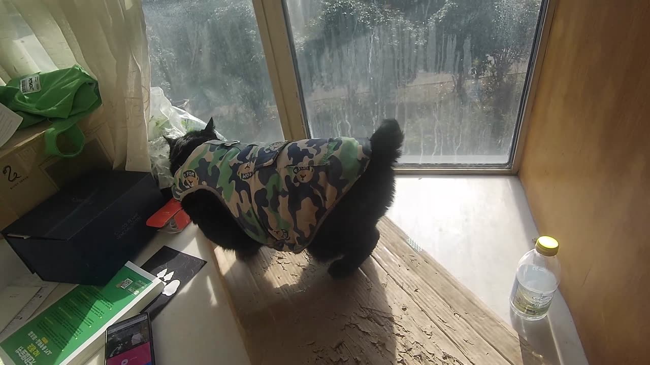 My pet cat vlog, his name is Heihei, 31/12, 2024, cute or not cute, #catvideo #asmr