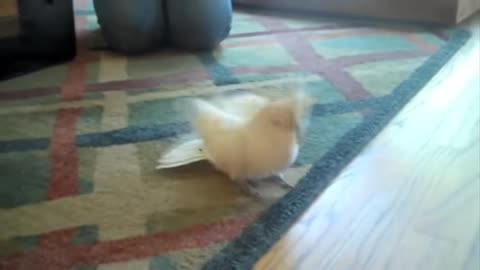 Parrot fun and dancing video