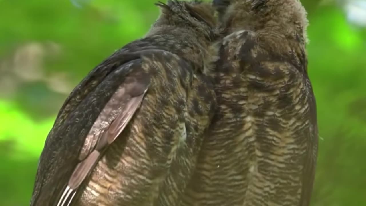 Stretch out and have a good morning with this funny animal