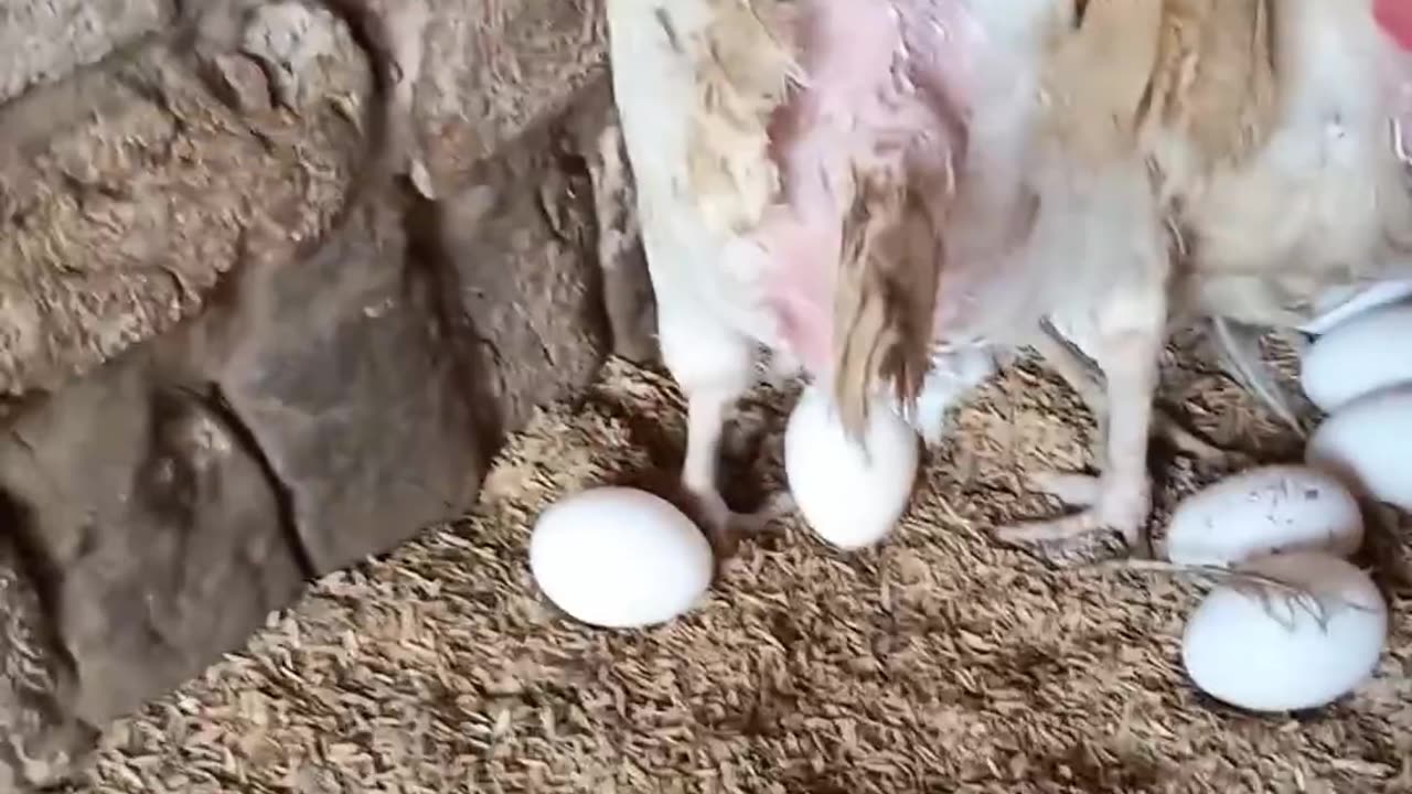 Painful Egg 🥚 Laying