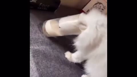 Funny Cute Cat - Try Not To Laugh...