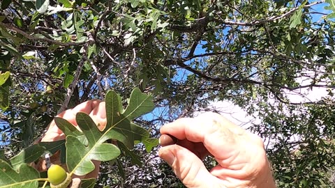 Survival Food- Acorns Part 1