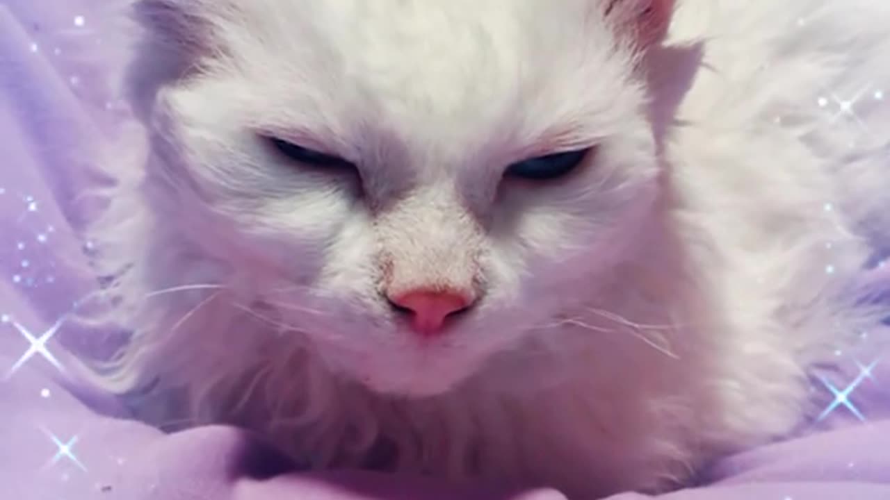 Onyx the white cat Professional Attention Seeker