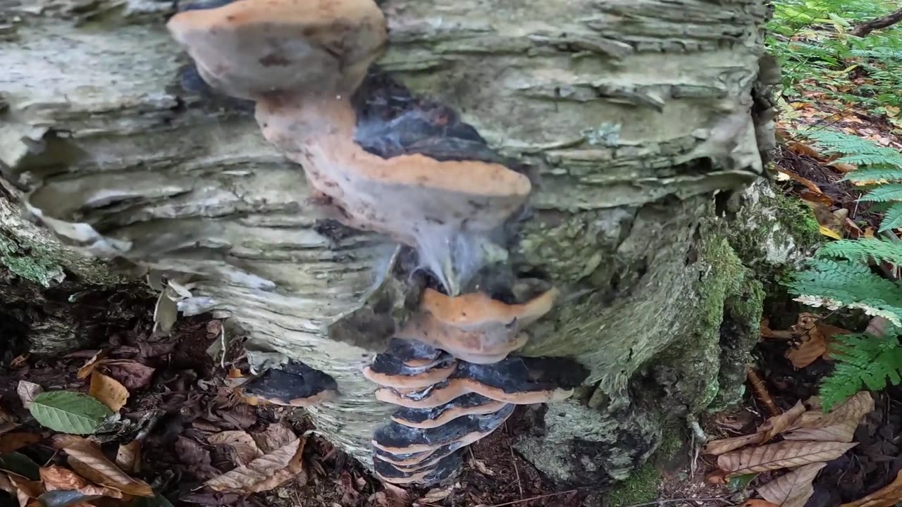 Mushrooms