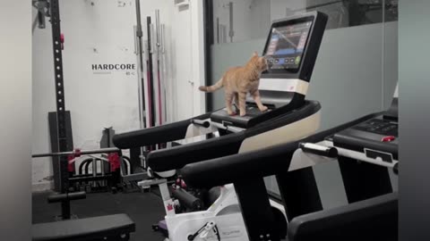 Cat vs. Treadmill, Who Will Win? 😂🐱