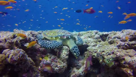 Ocean 4K ULTRA HD - Sea Animals for Relaxation & Calming Music