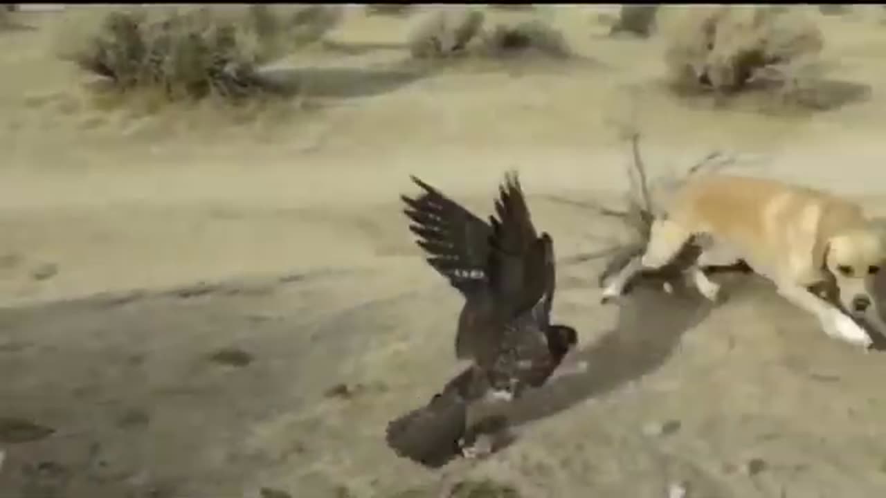 When Animals Go Wild: Big Birds & Hilarious Attacks! 🐦🔥😂