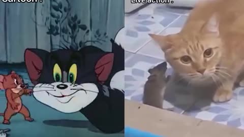 Tom & Jerry