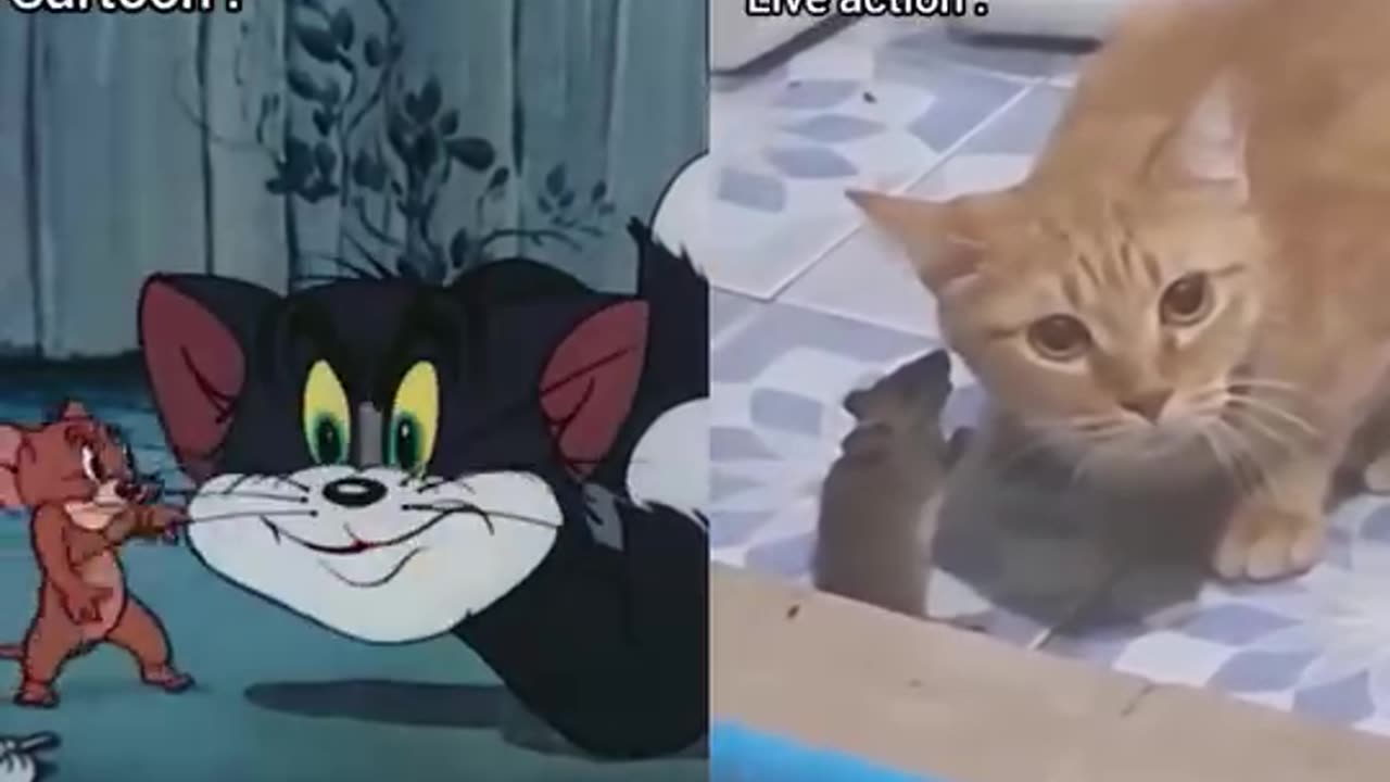 Tom & Jerry