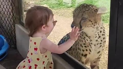 ♥️ The Heartwarming Bond Between an Adorable Little Girl and a Cheetah