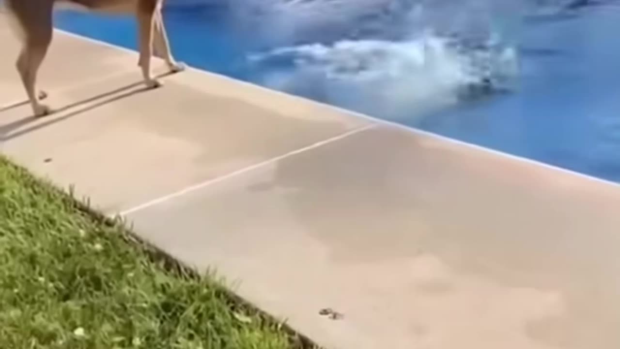 HILARIOUS DOG FAILS! You Won’t Believe What Happens at the End 😱😂