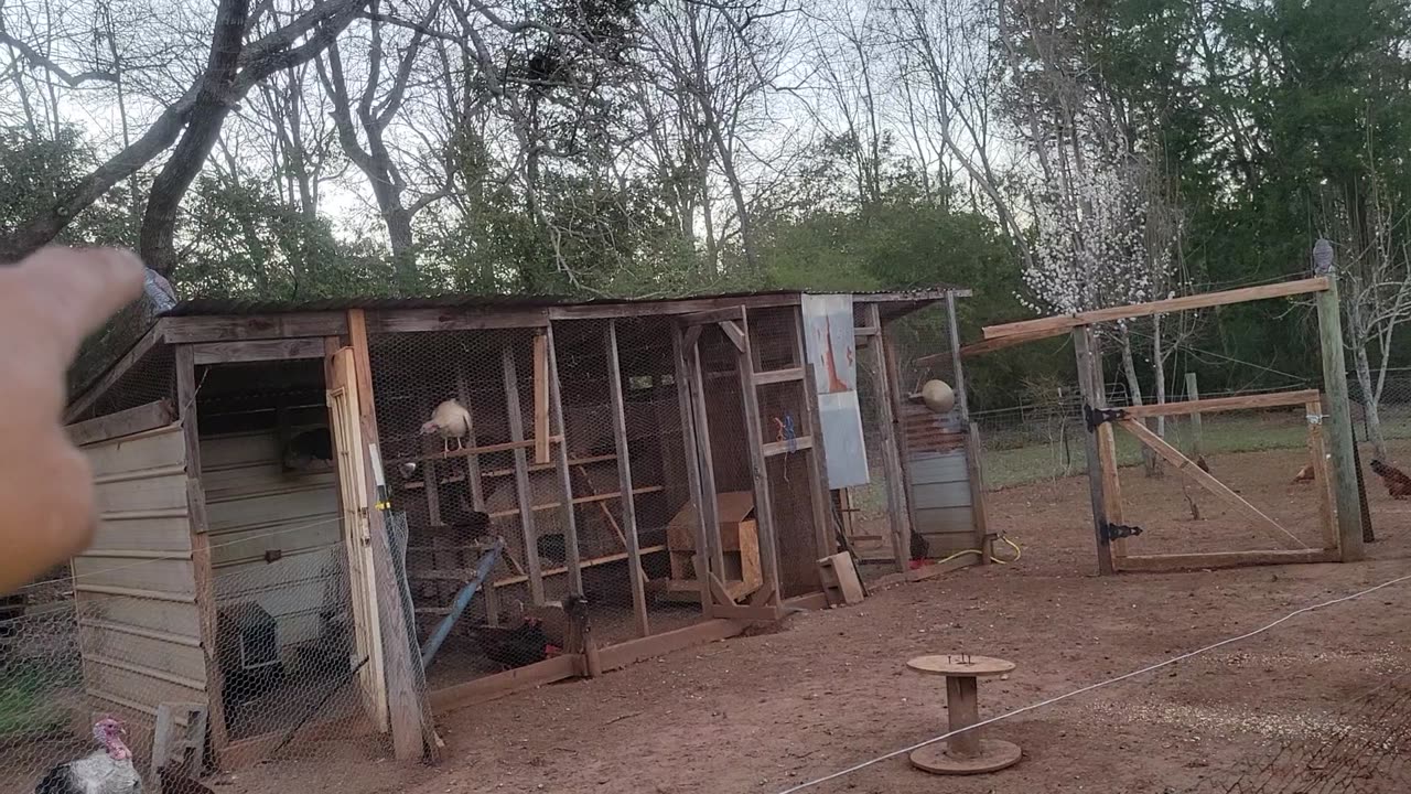 Trying to get my chickens to slow down on egg laying. 03082025