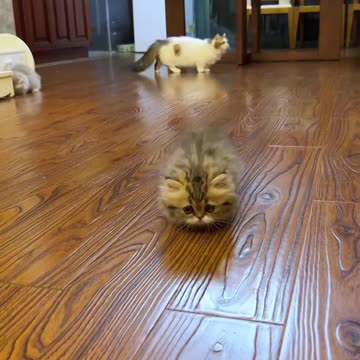 Short-Legged Cat's Adorable Antics