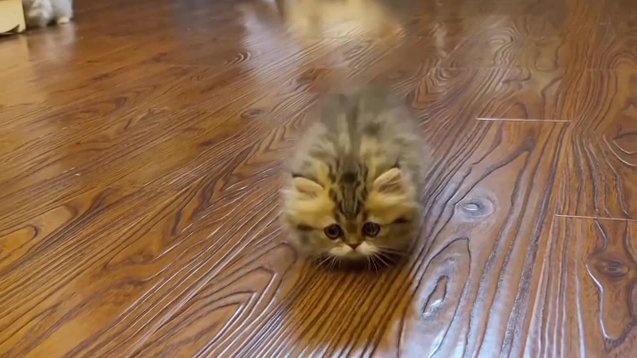 Short-Legged Cat's Adorable Antics