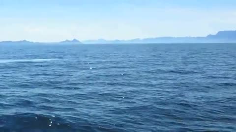 Blue Whale blowing water! Amazing