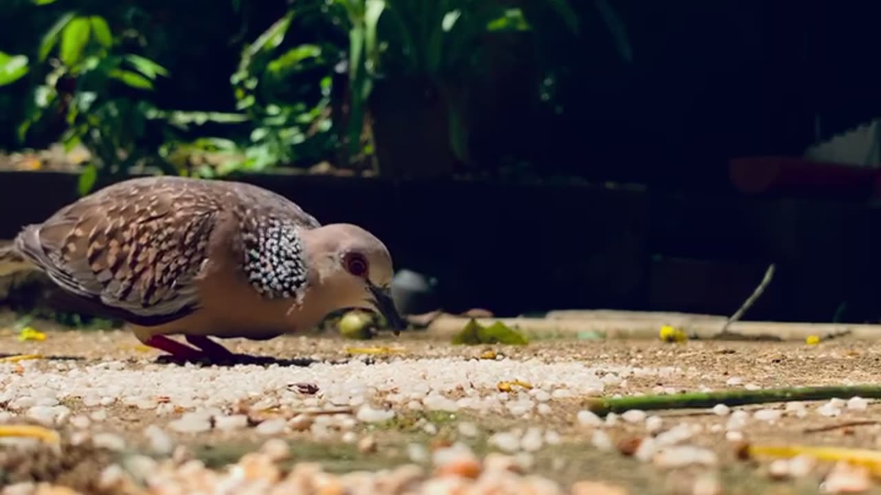 Natural birds life