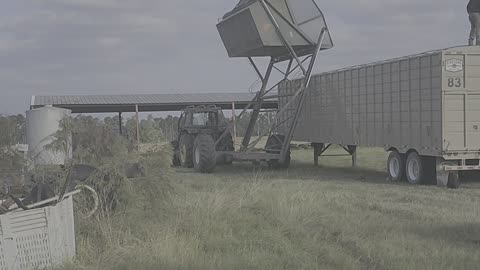 After Harvesting Peanuts from the field they are dumped into semi-trailers and transported to market