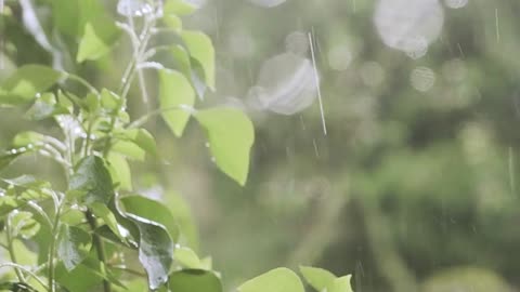 "Rainy Day, Serenity: Relaxation Meditation with Nature Sounds"