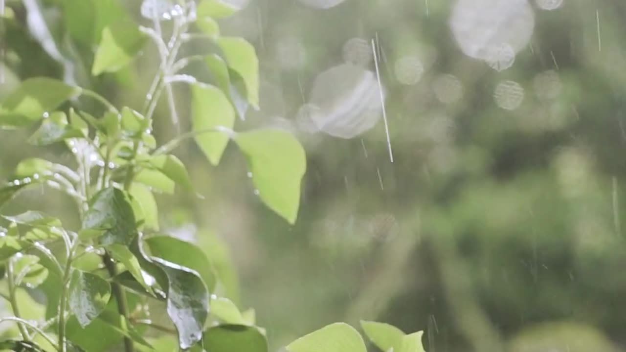 "Rainy Day, Serenity: Relaxation Meditation with Nature Sounds"