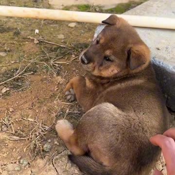 The Joys of Daily Dog Life