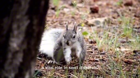 "Squirrels: Agile Rodents of the Wild"