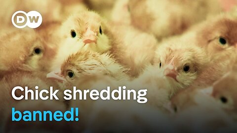 What are the consequences of Germany's ban on chick killing? | DW Documentary