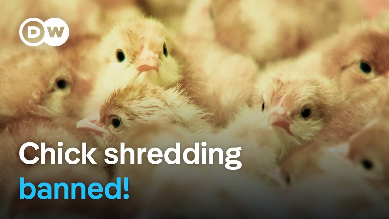 What are the consequences of Germany's ban on chick killing? | DW Documentary