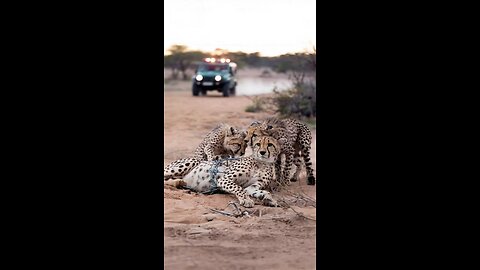 The Heroes Who Rescued The Mother Cheetah From The Trap .