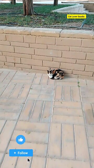 The Cat video in saudia arbia Garden ❤️