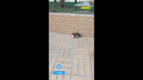 The Cat video in saudia arbia Garden ❤️