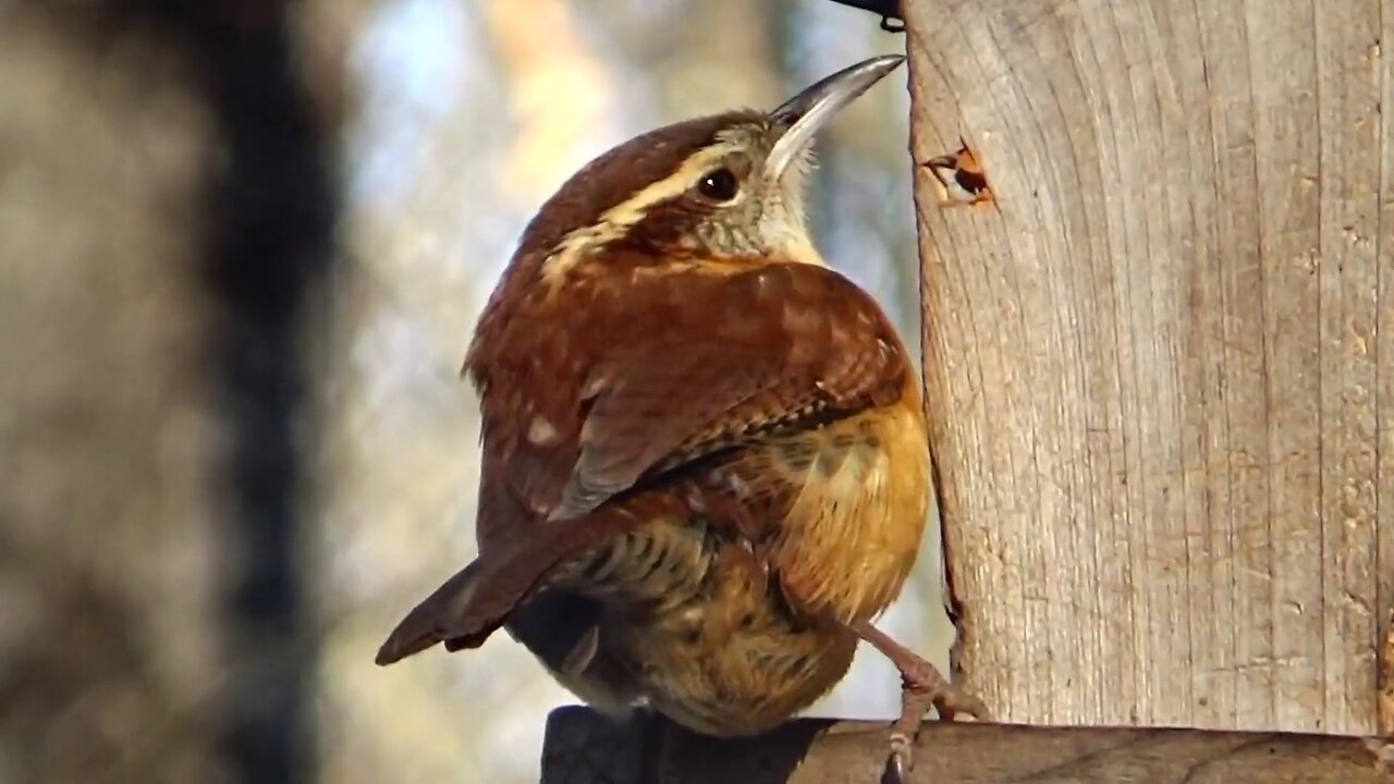 Wren