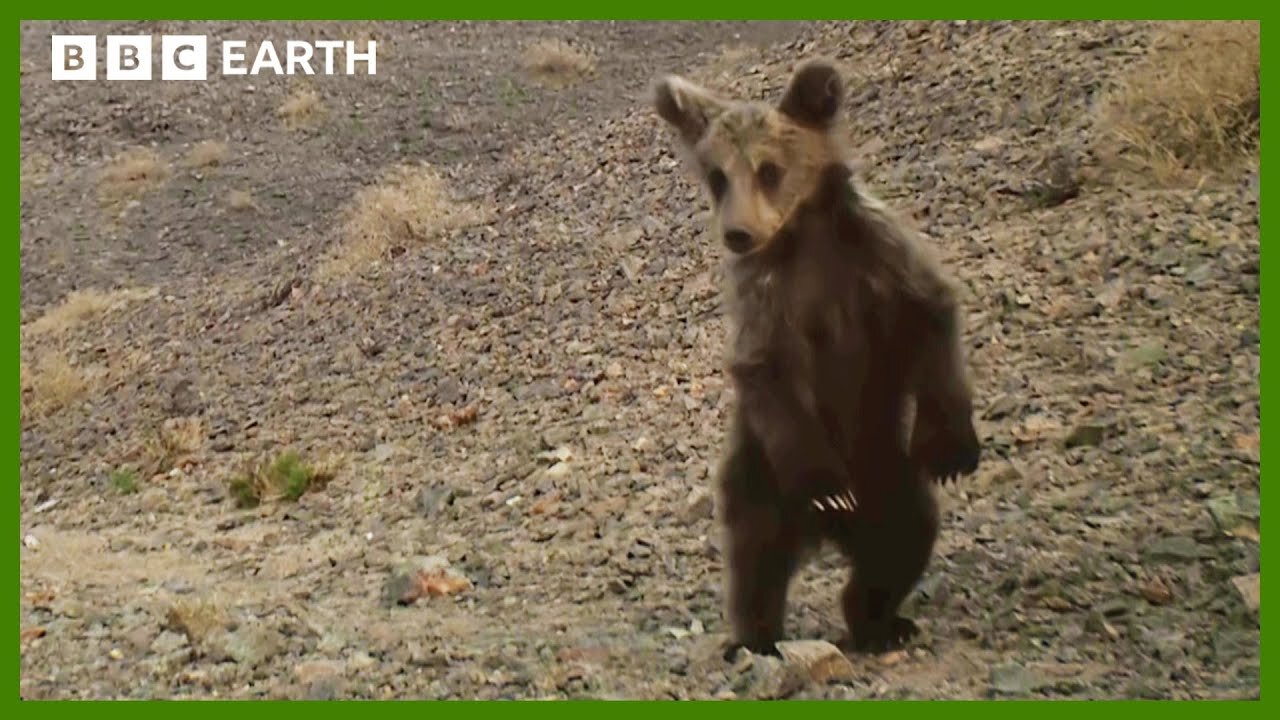 The World_s Rarest Bear Cub