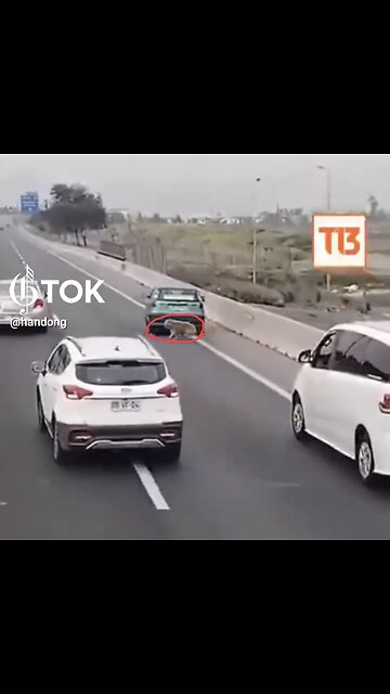 GOOD SAMARITAN DRIVER🛣️🛻🐕🚗RESCUE LOST DOG ON BUSY HIGHWAY🚙🛣️🐕💫