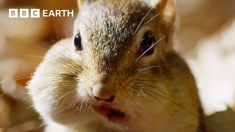 Cheeky Chipmunk Steals Neighbour_s Acorn Supply