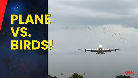 A380 vs. Bird Swarm: Terrifying Encounter Caught on Camera!