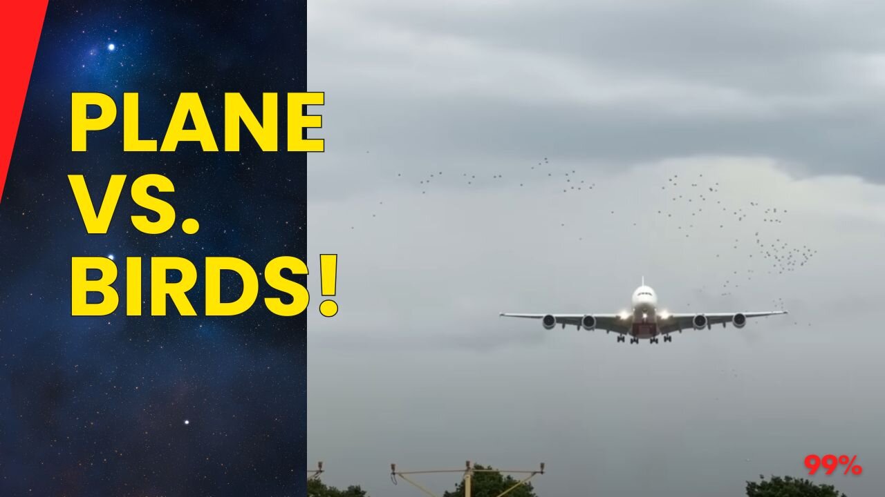 A380 vs. Bird Swarm: Terrifying Encounter Caught on Camera!